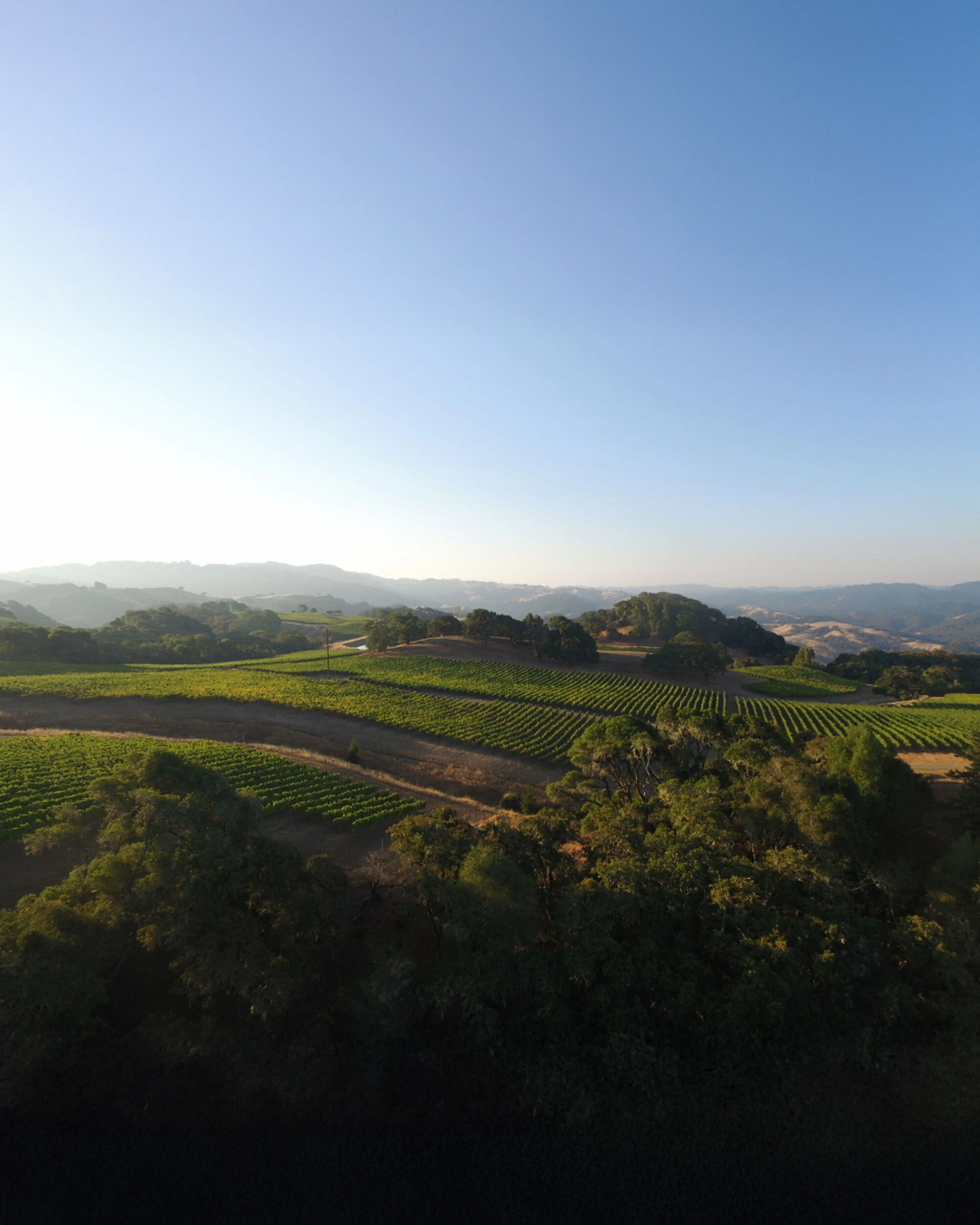 Muldune trail vineyard